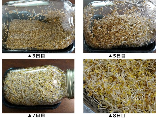 アルファルファの発芽の様子