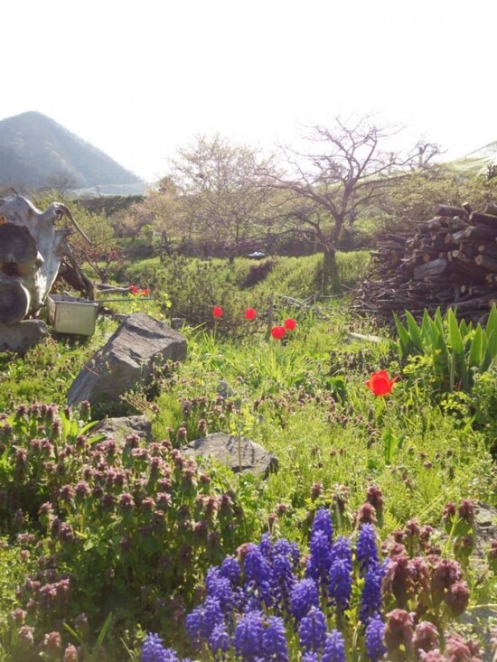 緑と花に癒されます（写真提供：創作農家こすもす）