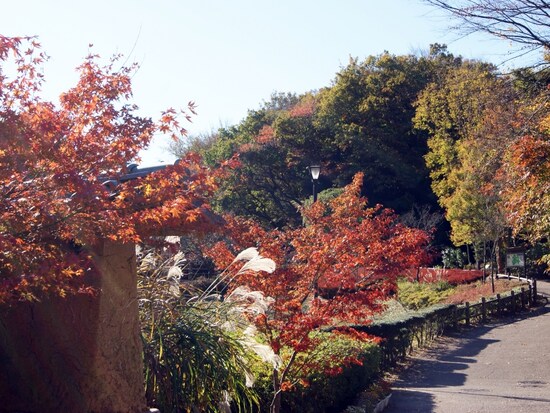 鎌倉中央公園バス停付近の紅葉
