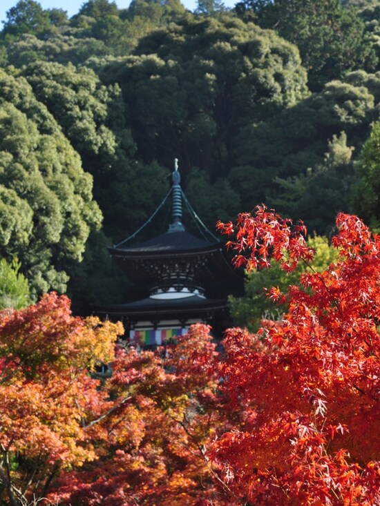 永観堂　「多宝塔」と紅葉