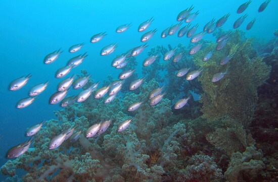 スキューバ,ダイビング,ギネス世界記録,最大水深,深さ,18m,30m,40m,オープンウォーター