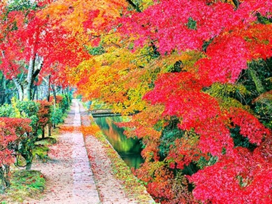 紅葉の哲学の道(京都市)