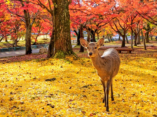 画像 14 14 西日本のおすすめ紅葉名所13選 関西から九州まで 紅葉スポット All About