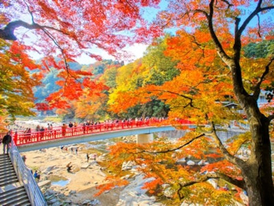 香嵐渓待月橋の紅葉