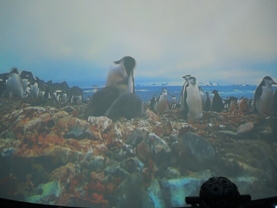 ペンギンも登場。かわいい。