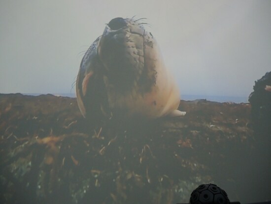 アザラシも登場。かわいい。