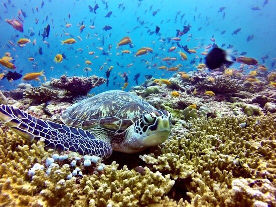 バア環礁の海の中はこの美しさ！ 写真提供：アミラフシダイビングセンター
