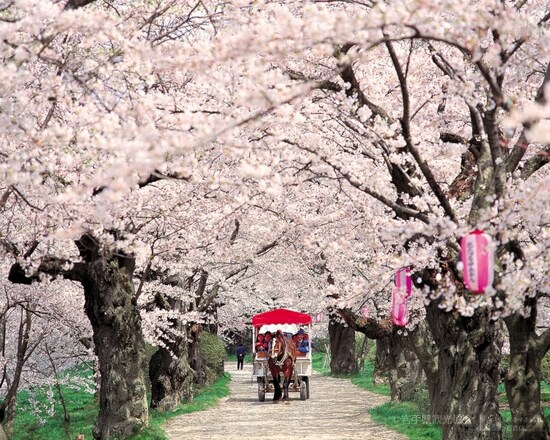 桜の名所・北上展勝地