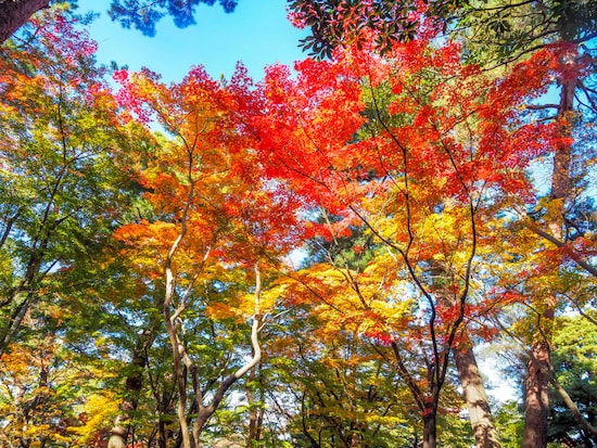 山崎山＠兼六園