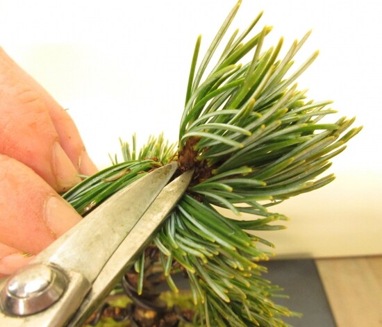 画像 24 26 五葉松盆栽の仕立て方 剪定 針金成形 植え替え 盆栽 All About