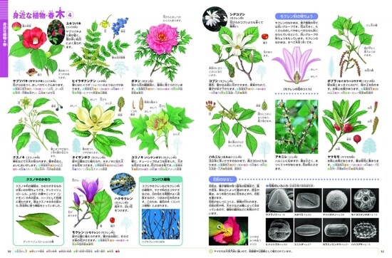 画像 5 7 図鑑neo 花 で学ぶ 植物図鑑の使い方 選び方 図鑑