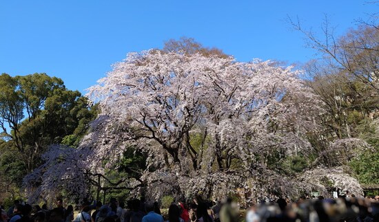 六義園のしだれ桜（1）／2023年・見頃