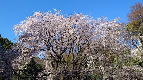六義園のしだれ桜（2）／2023年・見頃