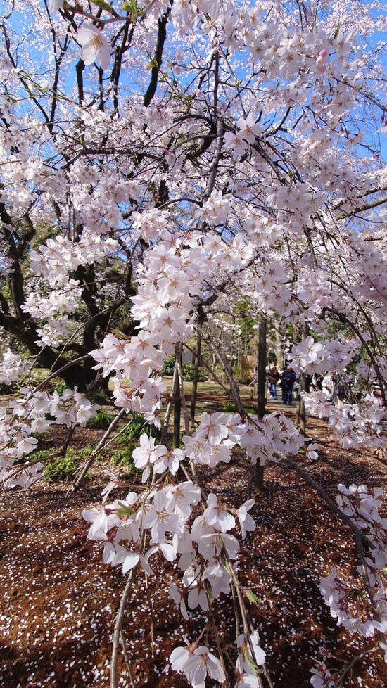 六義園のしだれ桜（3）／2023年・見頃