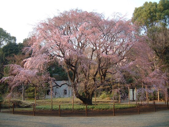六義園のしだれ桜（4）／2011年・二分咲き