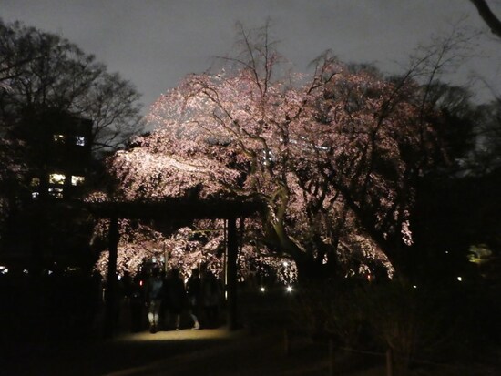 六義園のしだれ桜（10）／2019年・ライトアップ・見頃