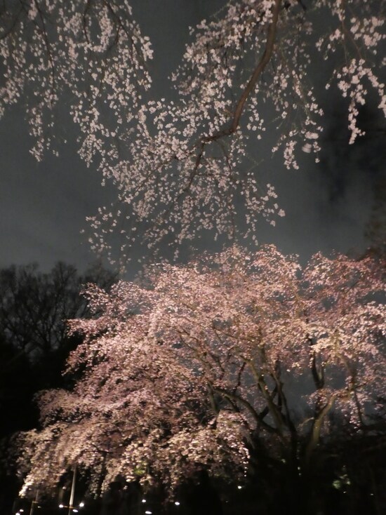 六義園のしだれ桜（16）／2019年・ライトアップ・竹林近くのしだれ桜とメインのしだれ桜のコラボレーション