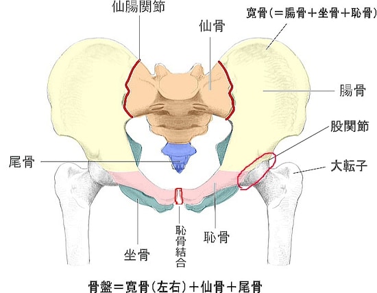股関節と骨盤の基本構造