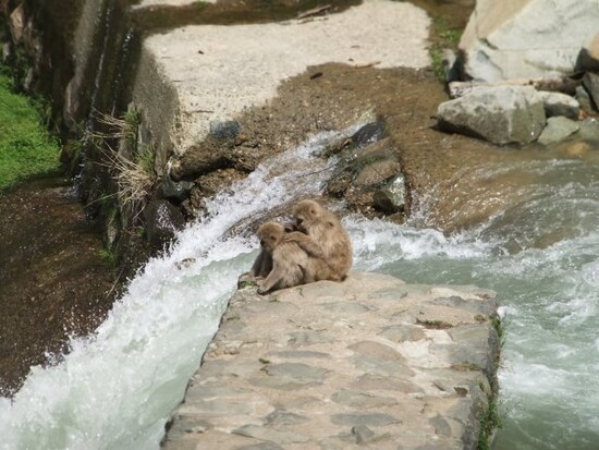 地獄谷野猿公苑（1）