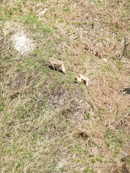 地獄谷野猿公苑（4）