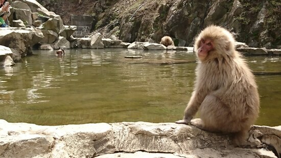 地獄谷野猿公苑（6）