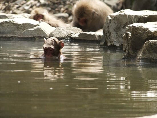 地獄谷野猿公苑（8）