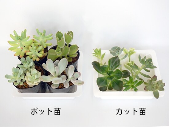 多肉植物の苗