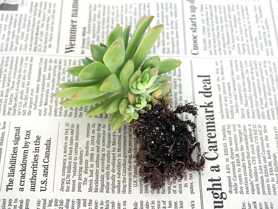 多肉植物の子株