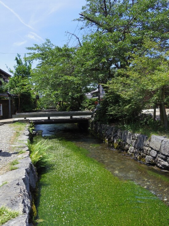問屋場前の梅花藻