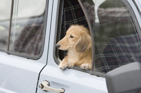 車酔いをしたらあくびでリフレッシュしているんだ