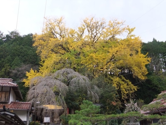 坪内のイチョウの巨樹