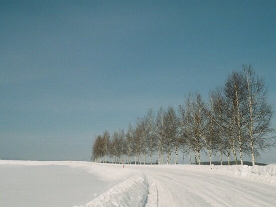 セブンスターの木近くのシラカバ並木の冬