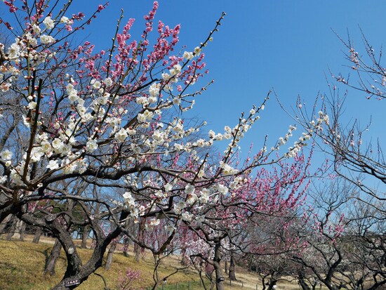 約130品種300本の梅が植えられており、紅白咲き乱れる様子は圧巻（2021年2月22日撮影）