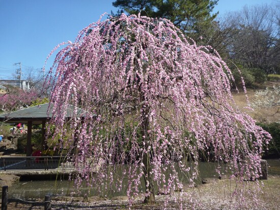 「淡路枝垂（あわじしだれ）」は例年2月中旬～下旬に見頃を迎えます（画像提供：横浜市港北区地域振興課）