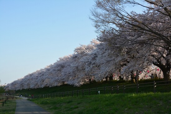 1920年代に県内屈指のお花見名所となった権現堂桜堤