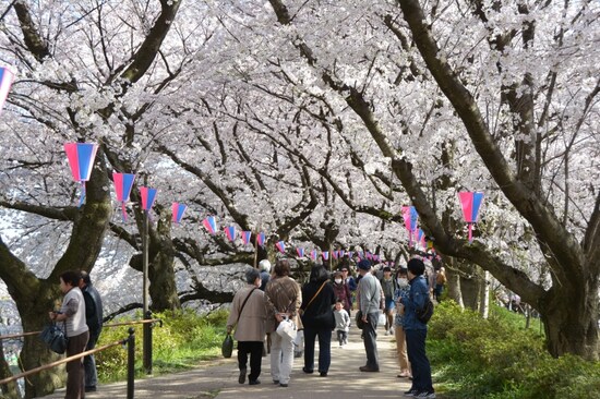 桜のトンネルのような権現堂桜堤の遊歩道