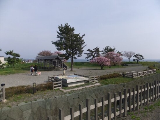 松前城の桜（7）
