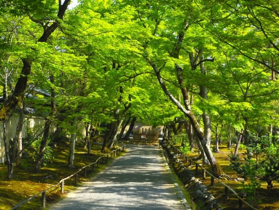 宝厳院の山門までのアプローチ