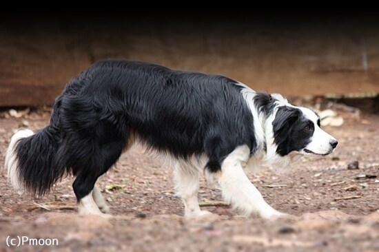 画像 ボーダーコリーの寿命 性格 特徴 飼育のポイントは 犬 All About