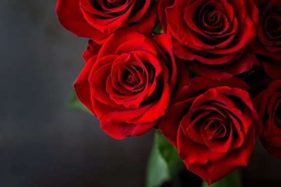 バラ（薔薇）の花言葉・赤