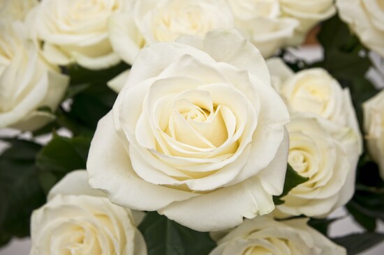 画像 5 12 バラ 薔薇 の花言葉 色別 本数別の意味 ガーデニング 園芸 All About