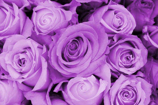 すべての美しい花の画像 無料印刷可能薔薇 花 言葉 紫