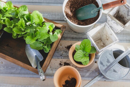 ガーデニング関連も注目