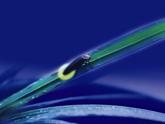 蛍が舞い光を放ちはじめる頃となります