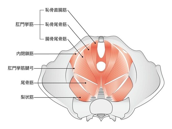骨盤底筋群＝深会陰横筋、尿道括約筋、肛門挙筋、尾骨筋