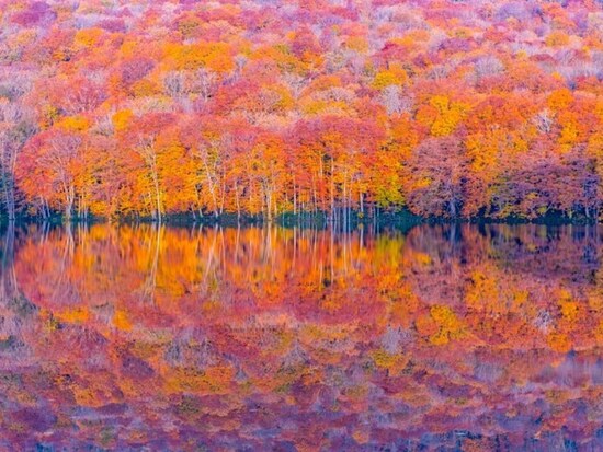 日本の紅葉は世界屈指の美しさ