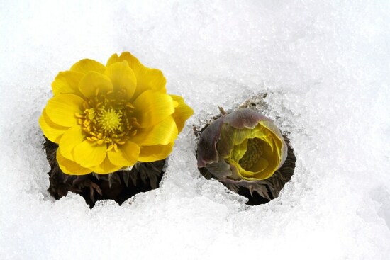 春の気配を感じたら、害虫に対しての仕掛けをはじめます