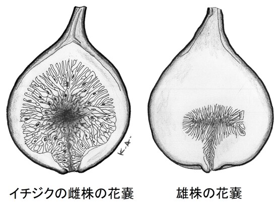 イチジク,雌雄,花,果実,花嚢