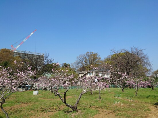 綱島に唯一残る桃栽培農家「池谷桃園」。開業時の3月には桃の花が満開でした