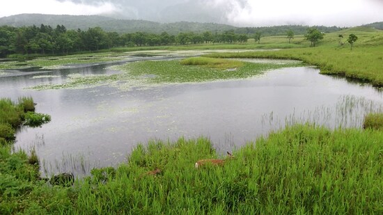 知床五湖（8）／一湖とエゾシカの親子